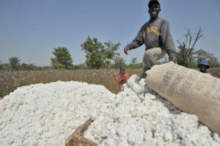Coton ivoirien: l’exportation de la graine et de la fibre soumise à un haut contrôle