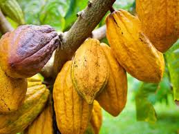 Les causes de la mévente du cacao ivoirien dévoilées