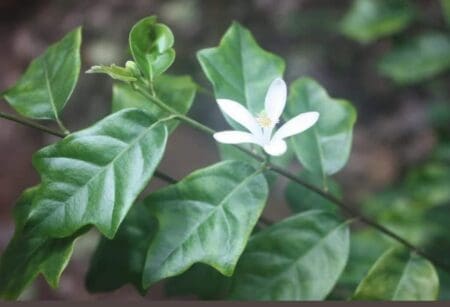 LA PLANTE LA PLUS RECHERCHÉE DE COTE D’IVOIRE : TURRAEA HETEROPHYLLA , CURE-DENT GOURO