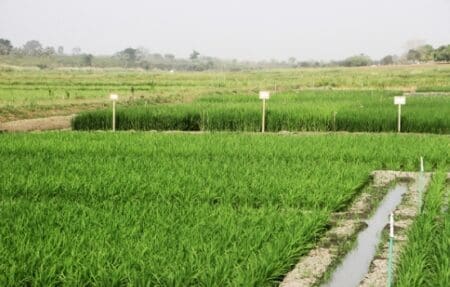 AGRICULTURE : LE MINISTRE KOBENAN KOUASSI ADJOUMANI INVITE LE SECTEUR PRIVE A INVESTIR DANS LA FILIERE RIZICOLE