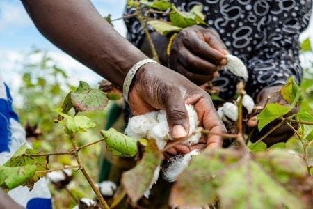 Coton Côte d’Ivoire : l’initiative Better Cotton lance un programme pour renforcer la dur