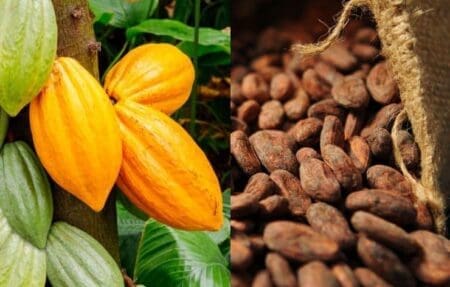 Côte d’Ivoire : Une hausse du prix du cacao à 2 200 FCFA/kg pour la campagne intermédiaire 2024-2025