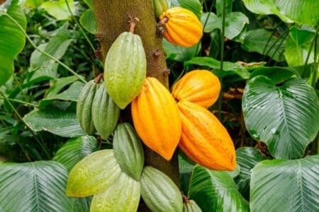 Côte d’Ivoire : le prix du cacao chute de 2 800 à 1 200 FCFA/kg, un choc pour les producteurs